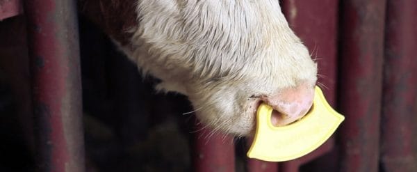 QuietWean - Stressfrei absetzen für Mutterkuh, Kalb und Bauer - 10 Stück – Bild 2