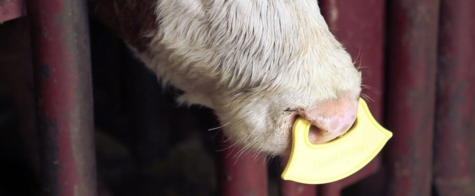 QuietWean Noseflap - stressvrij kalveren spenen / per 10 stuks - Afbeelding 2