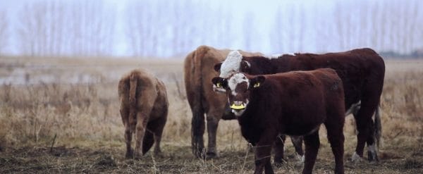 QuietWean - Stressfrei absetzen für Mutterkuh, Kalb und Bauer - 10 Stück – Bild 3