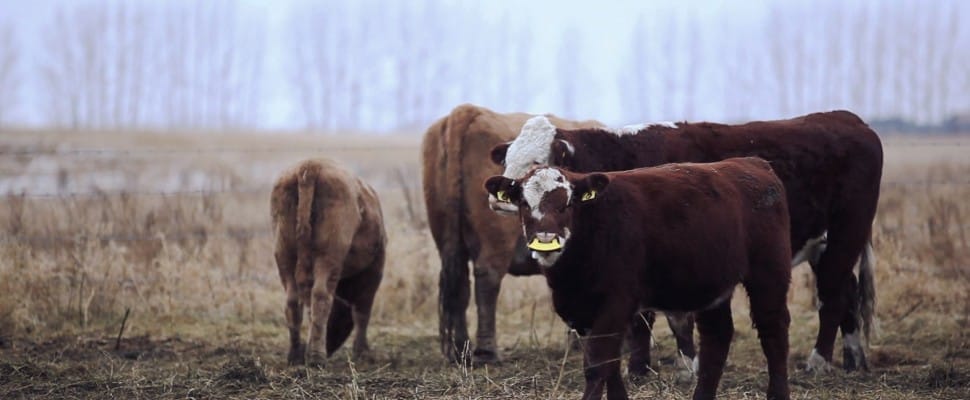 QuietWean Noseflap - stressvrij kalveren spenen / per 10 stuks - Afbeelding 3