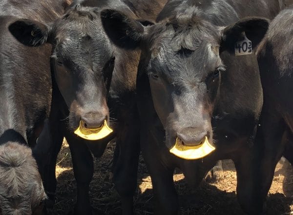 QuietWean - Stressfrei absetzen für Mutterkuh, Kalb und Bauer - 10 Stück – Bild 13