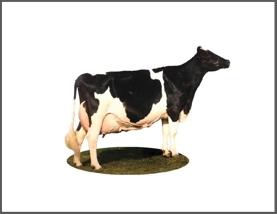 Hofschild Kuh (9) – Bild 2