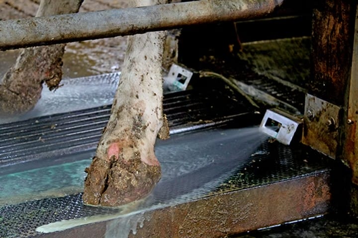 RoboSprayer™ - Klauen waschen im Melkroboter - 1 oder 2 box system – Bild 3