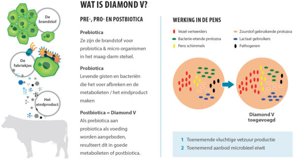 NutriTek® - metabolieten voor verhoogde weerstand - Diamond V inside - Afbeelding 6